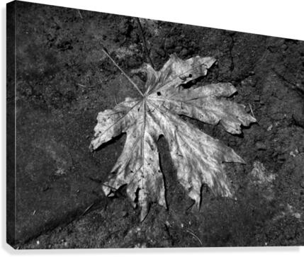 The Lone Leaf Canvas Print