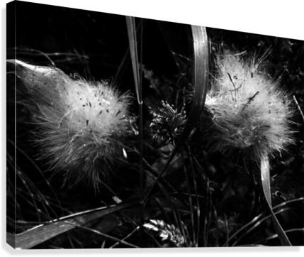 Dandelion Seedlings Canvas Print
