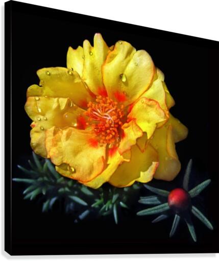 Dew Drop Flower Canvas Print