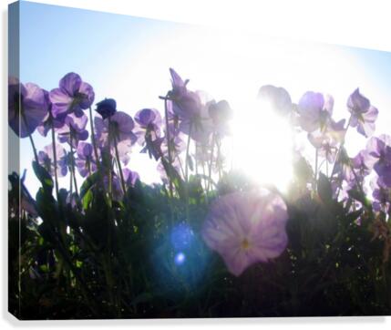 Sun-Drenched Flowers Canvas Print