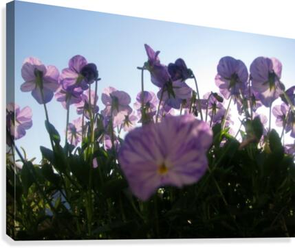Summer Chorus Canvas Print