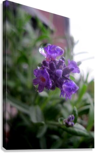 Floating Lavender 1 Canvas Print