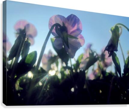 Summer Flowers Canvas Print
