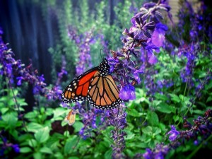 Butterflies on blue