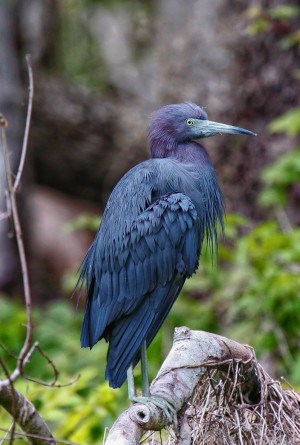 Blue Heron