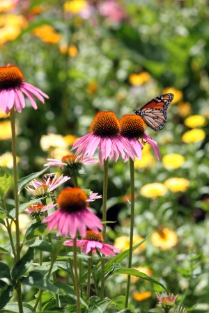 Butterfly on Cone Flower