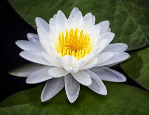 LIly
