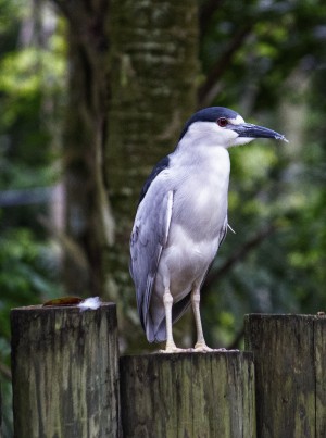 Night Shade Heron Print