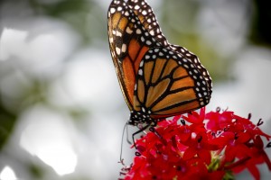 Monarch Butterfly on Flower