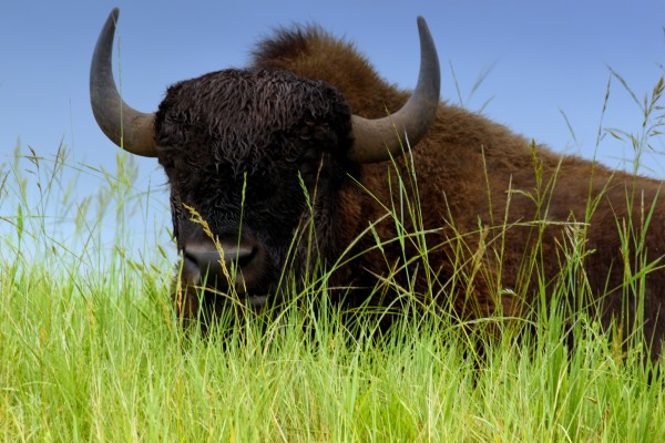 Female Bison Print