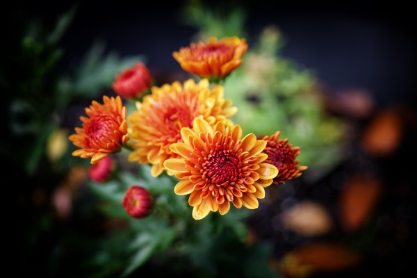 Mums Print