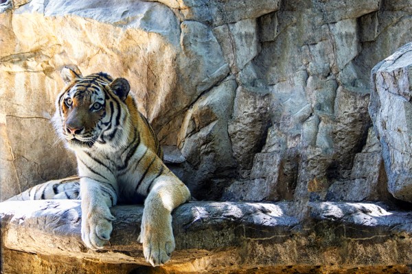 Tiger Print