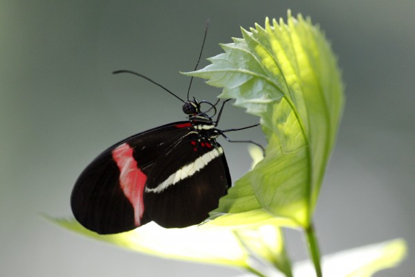 Black butterfly Print