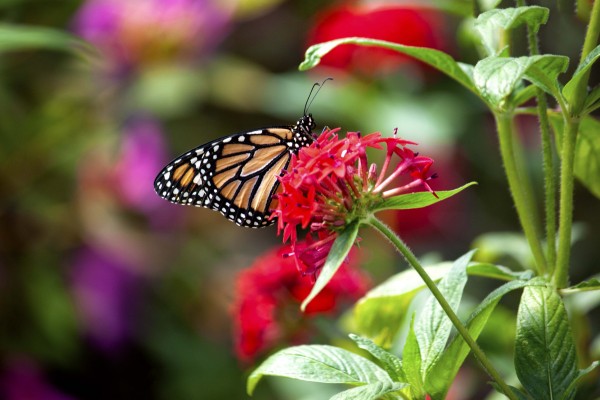 Butterfly Print