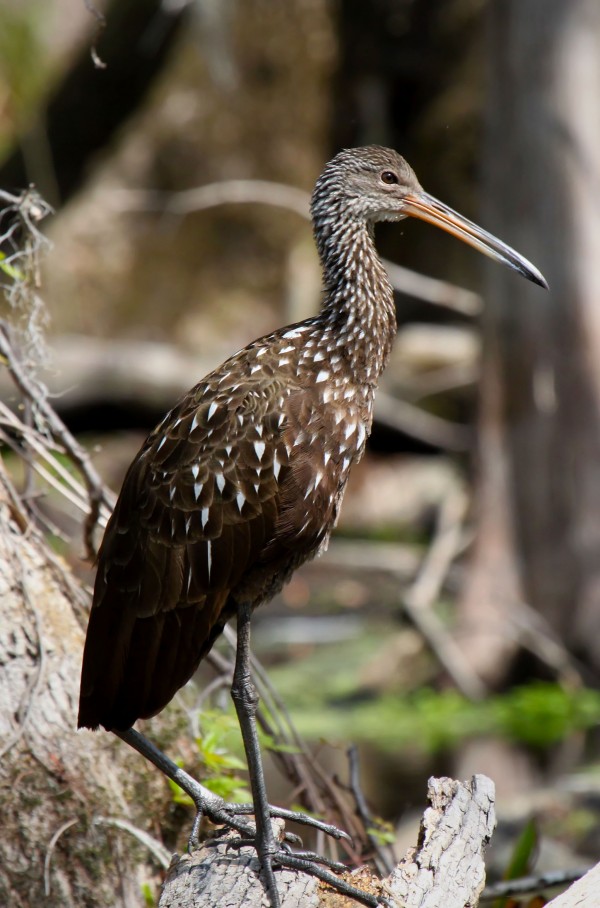 Juvenile Ibis Print