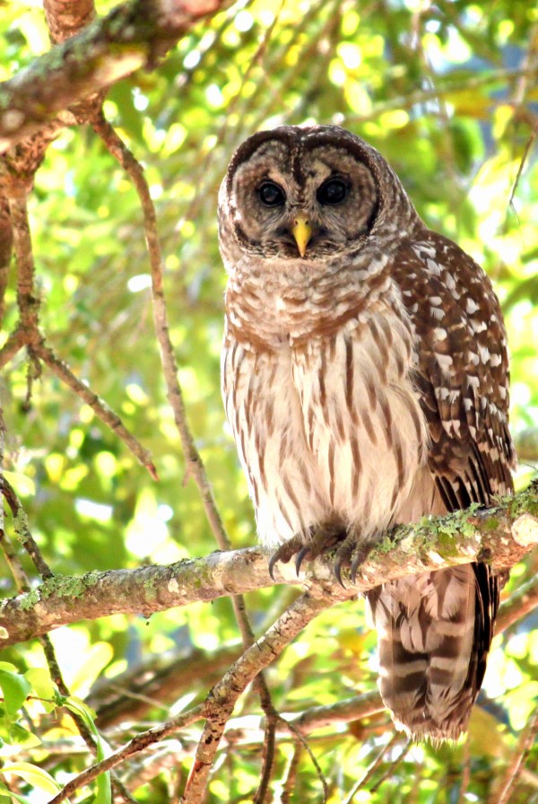 Barred Owl Print