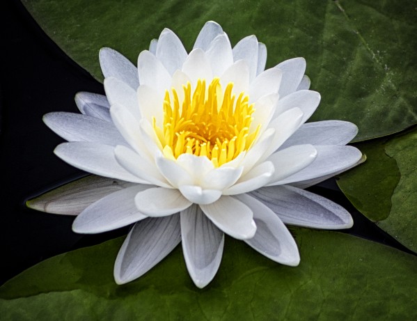 LIly Print