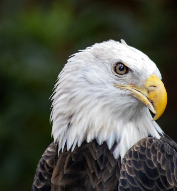 Bald Eagle Print