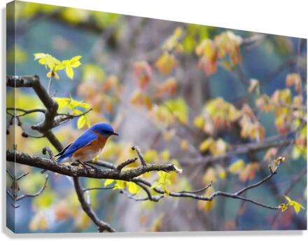 Blue Bird Canvas Print