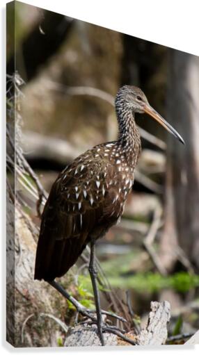 Juvenile Ibis Canvas Print