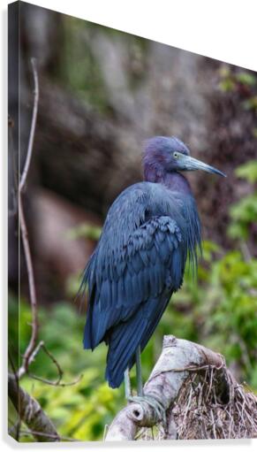 Blue Heron Canvas Print