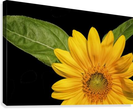 Sunflower  Canvas Print