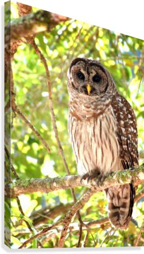Barred Owl Canvas Print