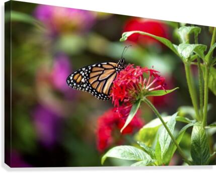 Butterfly Canvas Print