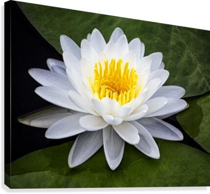 LIly Canvas Print