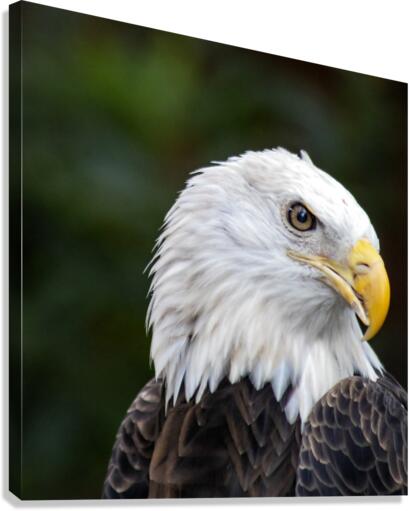 Bald Eagle Canvas Print