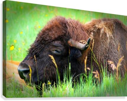 Bison Resting Canvas Print