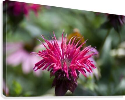 Bee balm Canvas Print