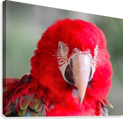 Red Parrot  Canvas Print