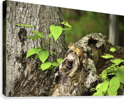 Chipmunk on tree Canvas Print