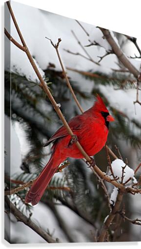 Vertical Cardinal Canvas Print