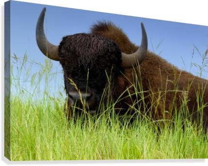 Female Bison Canvas Print