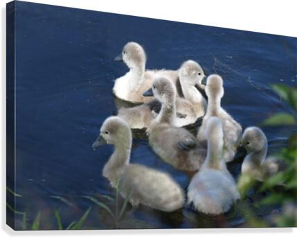 Sygnets Canvas Print