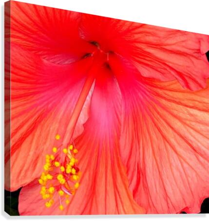 Hibiscus  Canvas Print