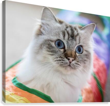 Bella Canvas Print