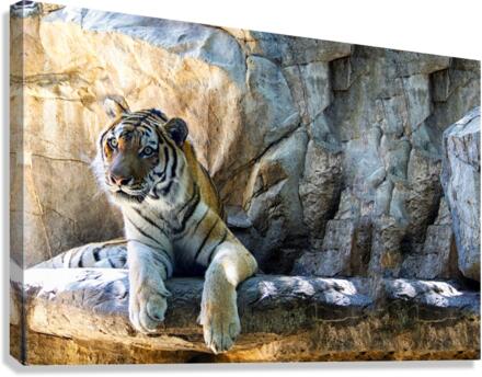 Tiger Canvas Print