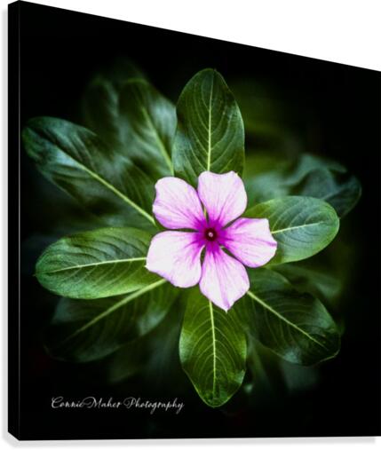 Purple Passion Canvas Print