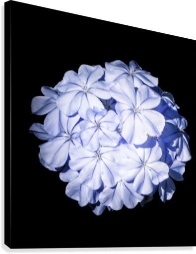Blue Plumbago Canvas Print
