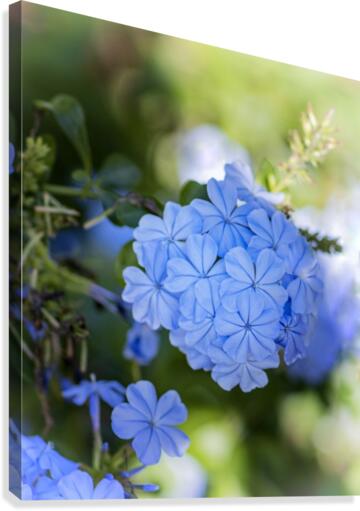 Plumbago Canvas Print