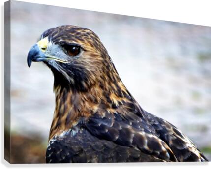 Hawk  Canvas Print