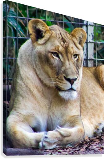 Lioness Canvas Print