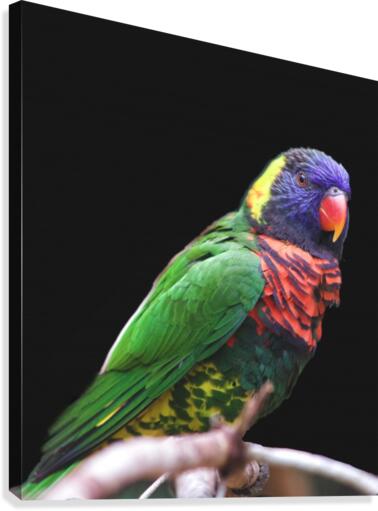 Lorikeet Canvas Print