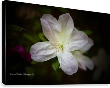 White Azalea  Canvas Print