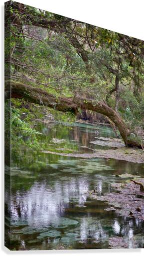 Stream  Canvas Print