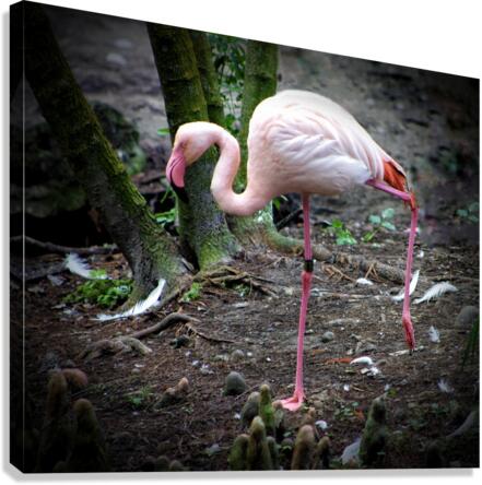 Flamingo Canvas Print