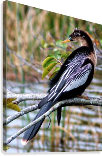 Anhinga Canvas Print